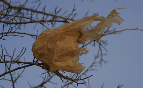 Plastic bag in tree